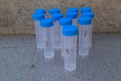 Cattura di vespe per test in laboratorio